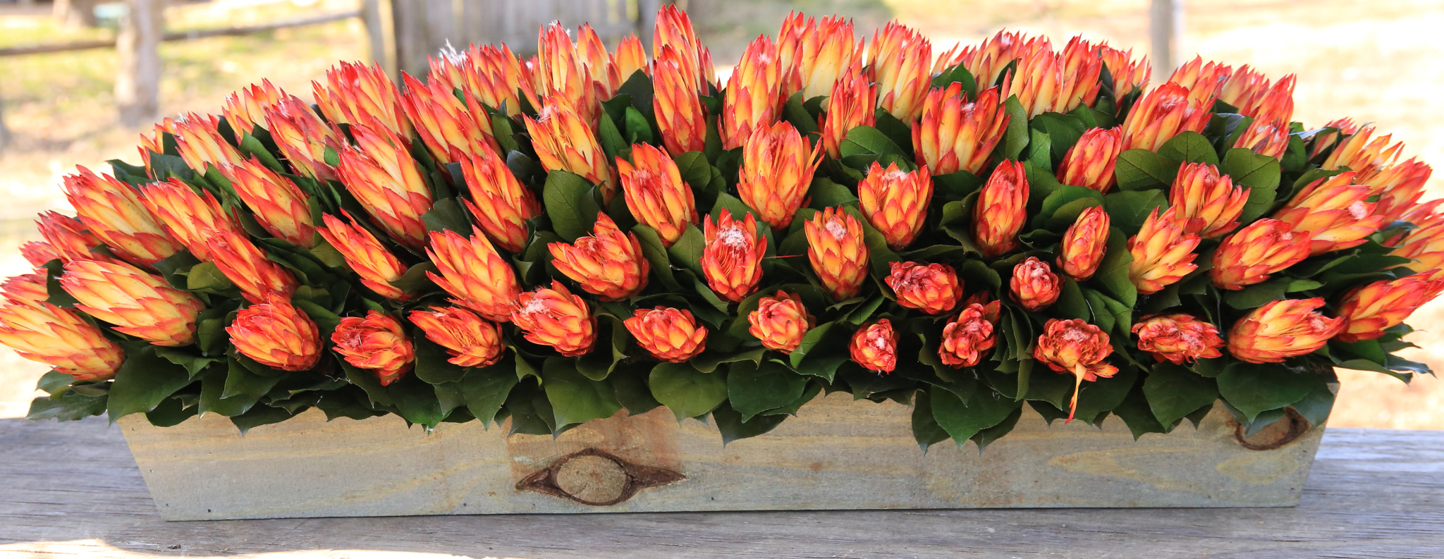 36" Protea - Click Image to Close